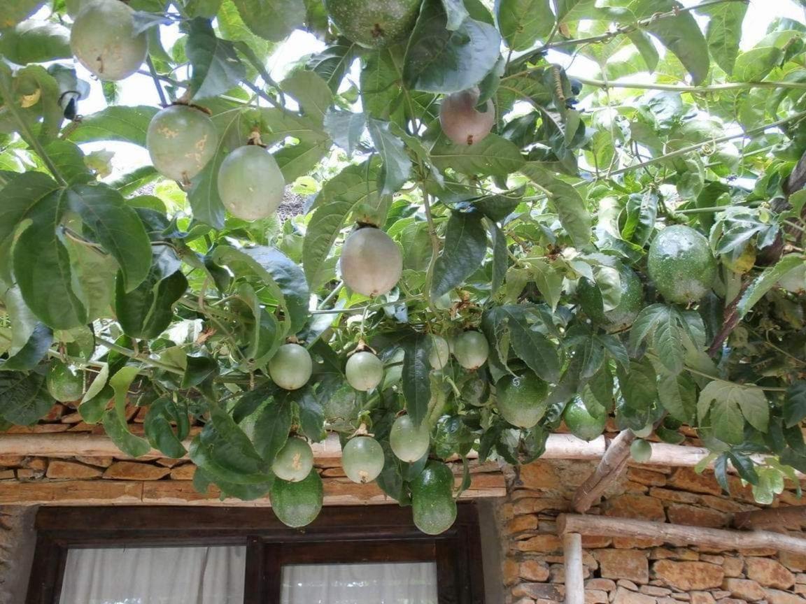 Mayleko Lodge Gondar Exterior foto